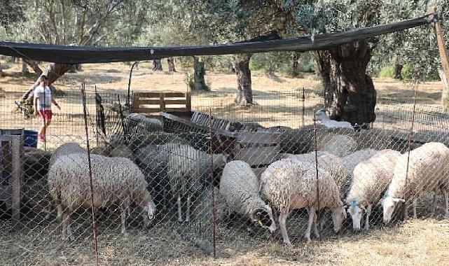 Edremit’te kurban satış ve kesim yerleri belirlendi