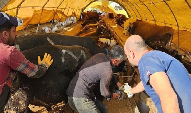 Keçiören Belediyesi veteriner denetiminden geçti