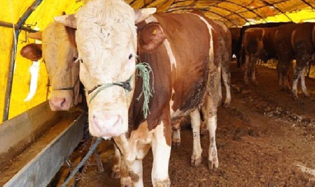 Keçiören’de Kurban Pazarı Kuruldu, Satışlar Başladı