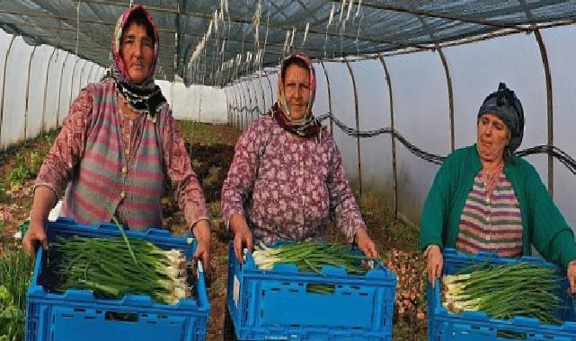 Kocaeli Büyükşehir Belediyesinden kooperatiflere yüzde 75 hibeli tarım desteği