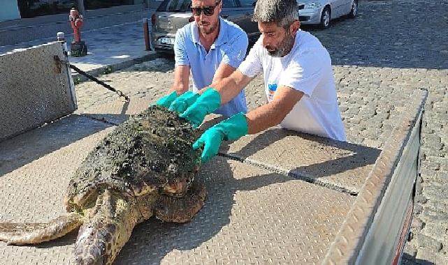 Körfez’de yaralı “Caretta Caretta” bulundu