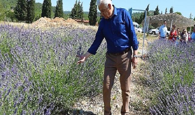 Muğla Büyükşehir Lavanta Bahçesi Yeni Sezona Hazır