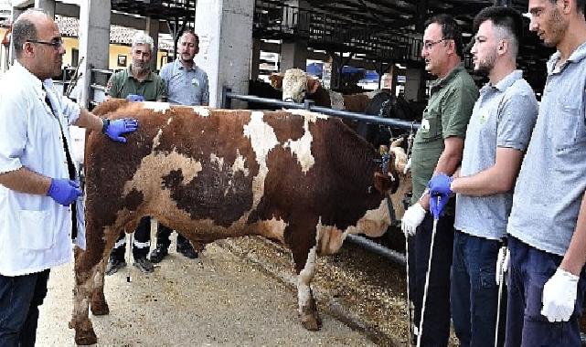 Osmangazi’de kurban yakalama timleri göreve hazır