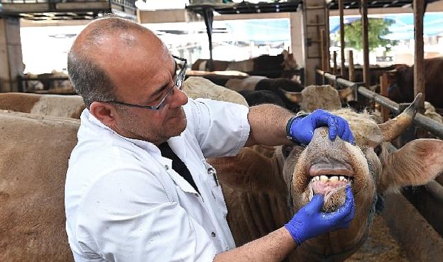 Osmangazi’de yaşına girmemiş ve gebe hayvanların satışına izin verilmiyor