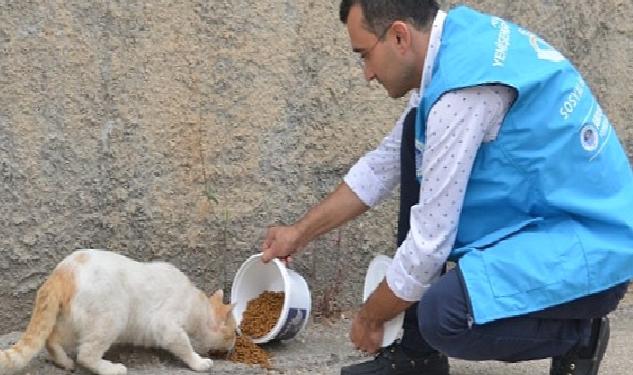 Yenişehir Belediyesi sokak hayvanlarını yalnız bırakmıyor