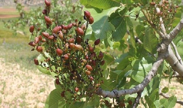 Antalya Büyükşehir’in Antepfıstığı fidanları yüz güldürdü