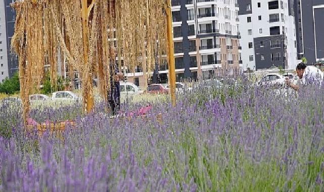 Başkan Altınok fotoğrafçıları Lavanta ve Gül bahçesine davet etti 