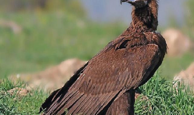 Beypazarı’nda doğa katliamına neden olacak kalker ocağı projesi durduruldu