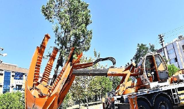 Buca Metrosu’nda istasyon inşaatları öncesinde ağaçlar geçici olarak taşınıyor