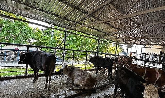 Büyükşehir Mezbahaları Bayramda Tam Kapasite Çalıştı