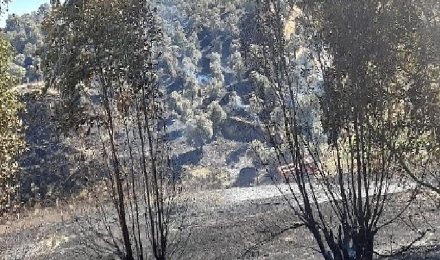 Germencik’te otoban kenarında çıkan yangın kontrol altına alındı