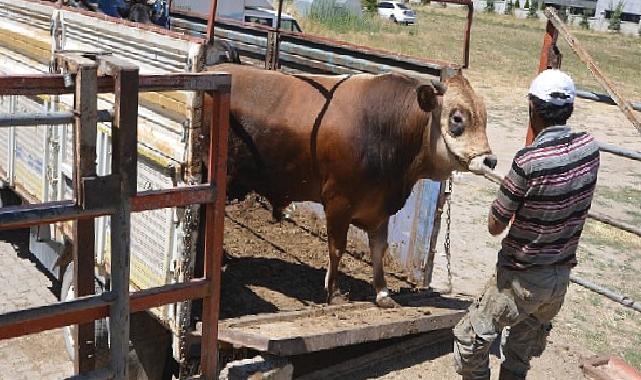 Hayat ağacı derneğinde 64 adet büyükbaş 41 adet küçükbaş kurban kesildi