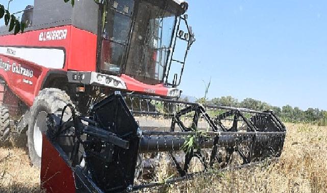 İlk Defa Belediye Arazisinde Buğday Hasadına Başlandı