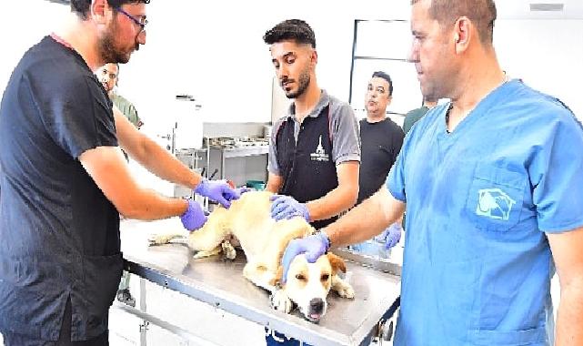 İzmir’de bir yılda 25 bin kedi ve köpek kısırlaştırıldı