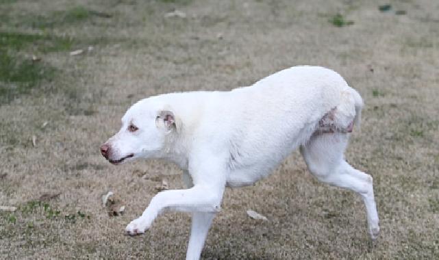 Karşıyaka’nın ampute köpekleri emin ellerde