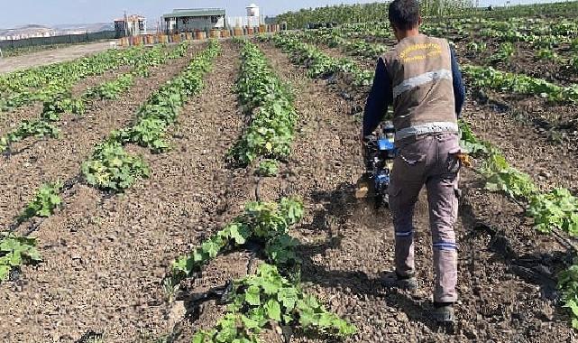 Keçiören belediyesi bostanında hasat başladı 