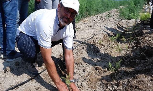 Kuşkonmaz üreticisi Sparga1 Tarım A.Ş., 400 dönümlük alanda dikim faaliyetine başladı