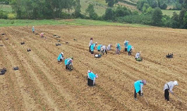 Tıbbi Aromatik Bitki Yetiştiriciliğinde yeni ürün; kekik