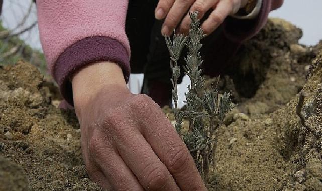 TOÇEV, Payam Ekolojik Badem Köyü Projesi’ne destek bekliyor