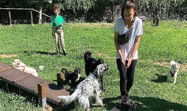 Yenilenen köpek parkı ile can dostların keyfi yerinde