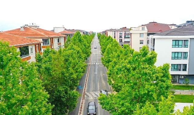 “Yıllar önce dikilen ağaçlar yeşil koridor oluşturdu”