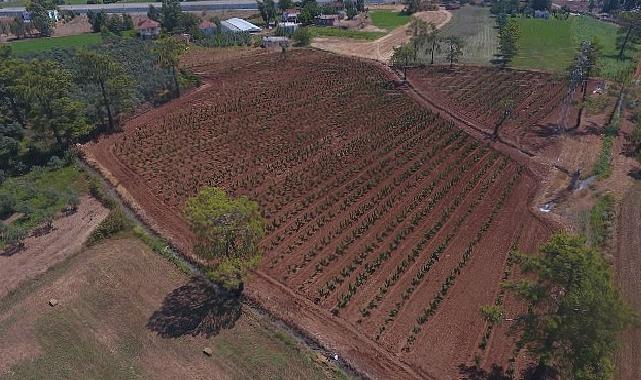 Büyükşehir Muğla’da 228 Bin 400 Ağacı Toprakla Buluşturdu