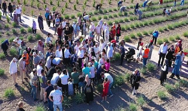 Keçiören’deki Lavanta ve Gül Bahçesi’nde Hasat Zamanı