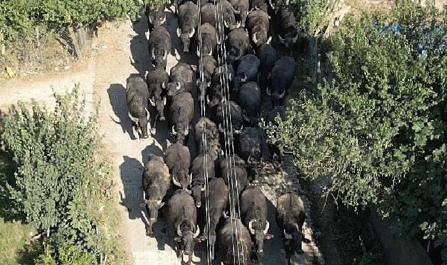 Kocaeli Büyükşehir’den üreticilere damızlık manda boğası desteği