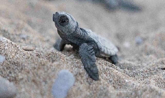 Mavi Gönüllüleri, Indigo Turtles projesi ile Caretta Caretta’ları Akdeniz’le buluşturmaya devam ediyor