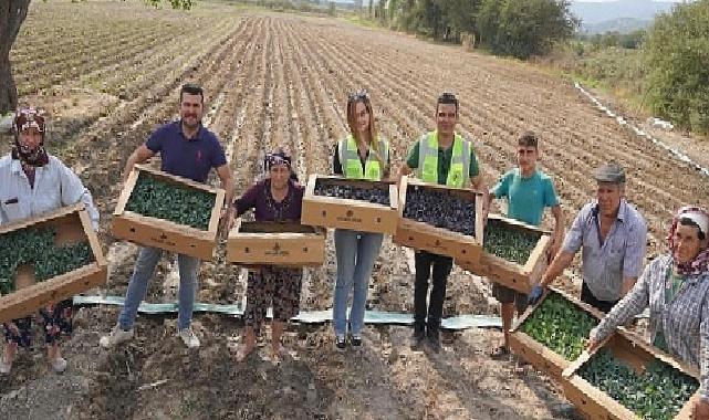 Milas Belediyesi üretiyor, üretimi destekliyor