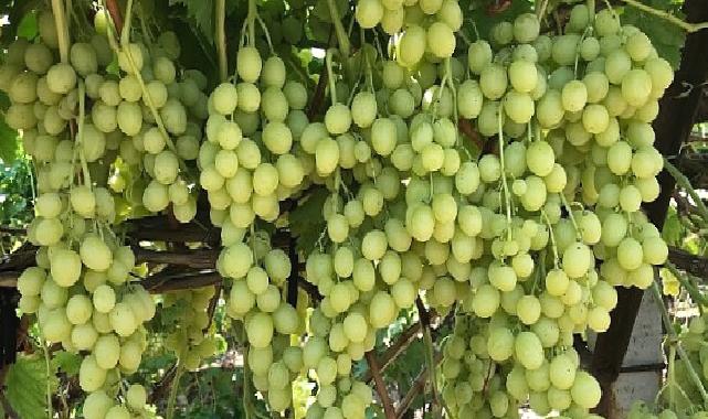 Superior Seedless Çeşidi Sofralık Üzümün ihracat yolculuğu başladı