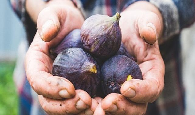 Taze incir ihracatı başladı