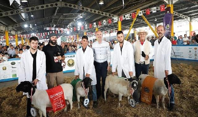 Türkiye’nin En Kapsamlı Küçükbaş Hayvancılık Festivali İçin Geri Sayım Başladı