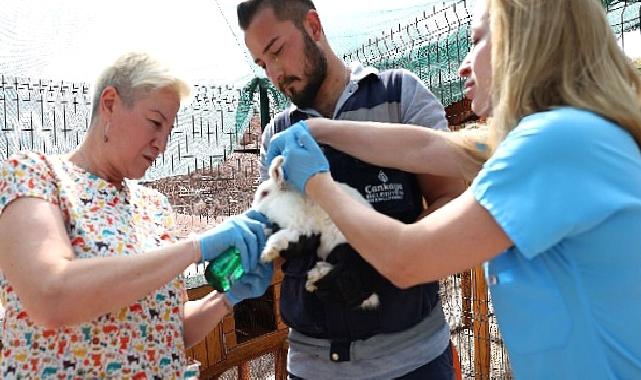 Çankaya Belediyesinin Veteriner Hekimleri iş başında