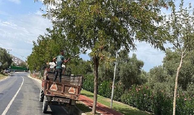 Milas Belediyesi mevsimsel bakım çalışmalarına devam ediyor