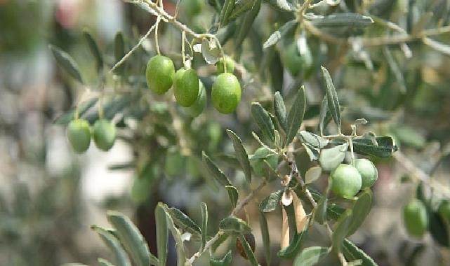 Ayvalık 18. Uluslararası Zeytin Hasat Festivali Başlıyor