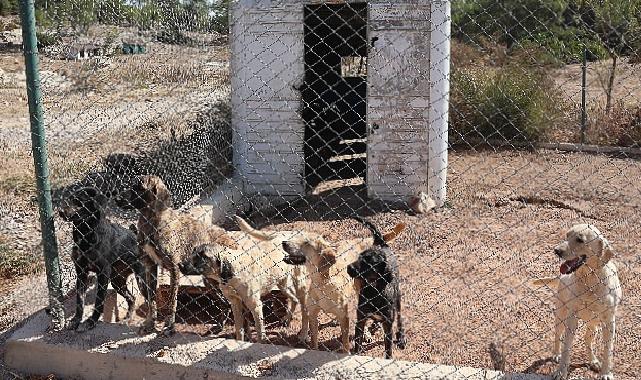 Egeli ihracatçılardan barınak hayvanlarına mama yardımı