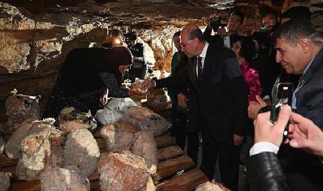 Peynir Tulumundan İlk Hasat Programı Gerçekleştirildi