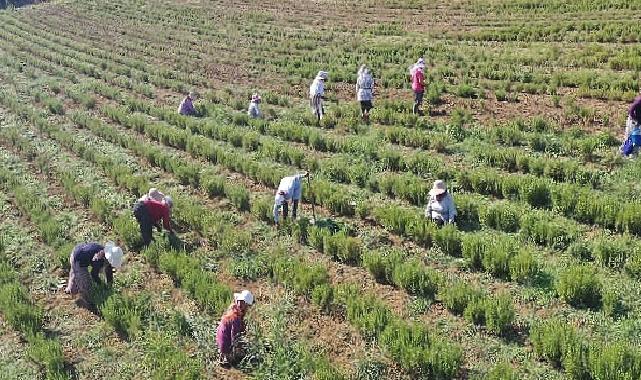 Tıbbi ve Aromatik Bitkilerin Hasadı Başladı