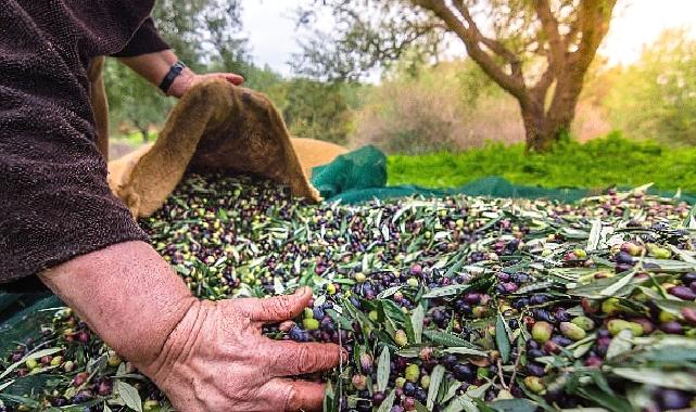 Türkiye’nin Sofralık Zeytin İhracatı 184 Milyon 510 Bin Dolar Oldu