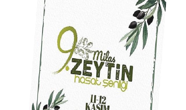 9 Milas zeytin hasat şenliği heyecanı başlıyor