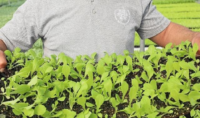 Aydın Büyükşehir Belediyesi yerel tarım ürünlerine sahip çıkıyor