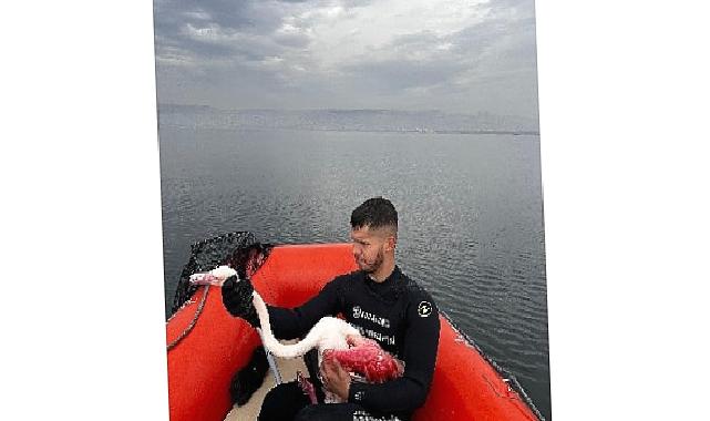 Kocaeli İtfaiyesi, İzmit Körfezinde mahsur kalan yaralı Flamingo’yu kurtardı