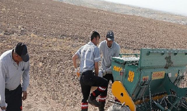 Nevşehir belediyesi yerli tohum ile buğday ekimi gerçekleştirdi