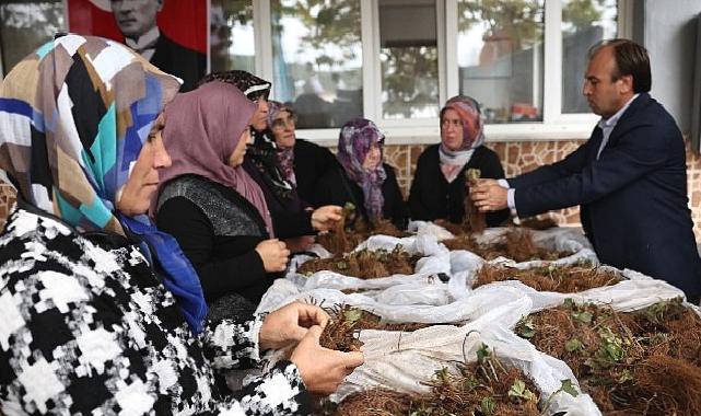 Nilüfer Belediyesi’nin desteğiyle çilek üretimi artıyor