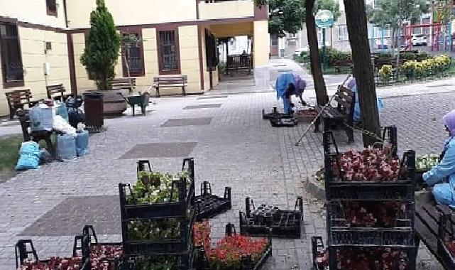 -Osmangazi Belediyesi ilçeyi çiçek bahçesine çeviriyor