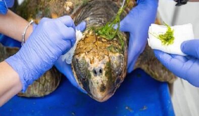 Körfez’deki yaralı Caretta caretta kurtarıldı